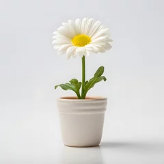 Foto op Plexiglas daisy flower in pot © AgungRikhi