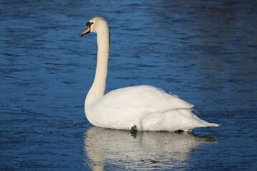 Beautiful white goose sitting alone on the lake