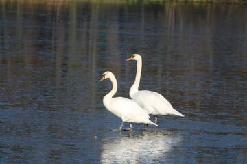 Couple of beautiful white geese walking together to the lake