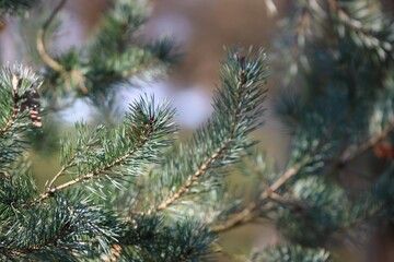 Closeup shot of spruce leaves