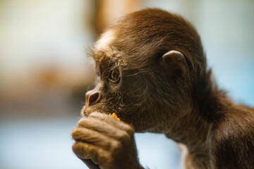 Closeup of a small monkey eating against blurred background