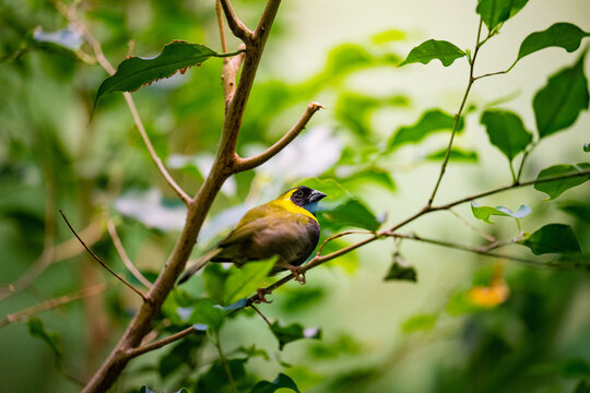 Closeup of a Cuban tiaris (Tiaris canorus) perched to a branch against blurred background