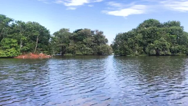 Sarah kubitschek city park in Bras&iacute;lia. Largest urban natural park in Latin America. HD video