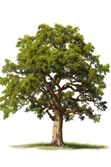 Obraz premium Tree isolated on white background. Ai Generative