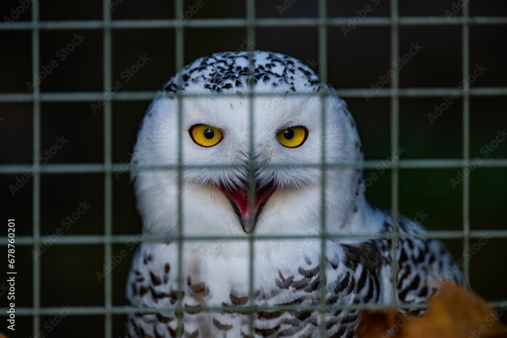 Canvas Prints Closeup of a white snowy owl (Bubo scandiacus, Nyctea scandiaca) in a cage