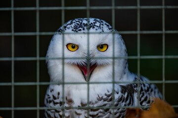 Fototapeta premium Closeup of a white snowy owl (Bubo scandiacus, Nyctea scandiaca) in a cage