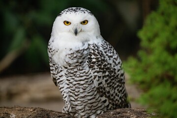 Obraz premium Closeup of a white snowy owl (Bubo scandiacus, Nyctea scandiaca) against blurred background