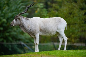 Closeup of a mendes antelope (Addax nasomaculatus) in a field against blurred background