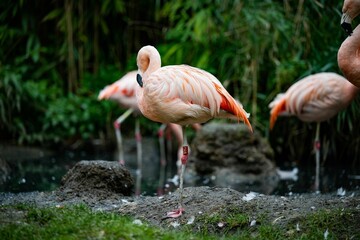 Closeup of a Chilean flamingo (Phoenicopterus chilensis) on the ground on blurred background