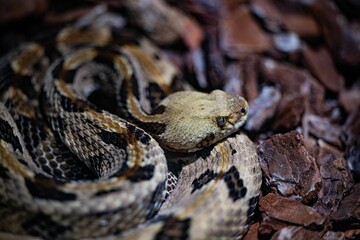Fototapeta premium Closeup of a Timber rattlesnake, Crotalus horridus snake captured in a zoo