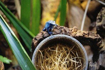 Closeup of a blue poison dart frog captured in a zoo