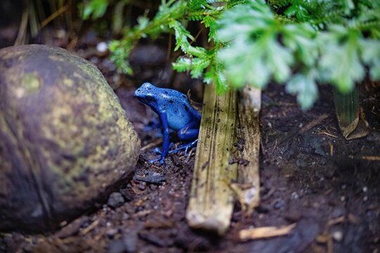 Blue poison dart frog, Dendrobates tinctorius "azureus" captured in a zoo