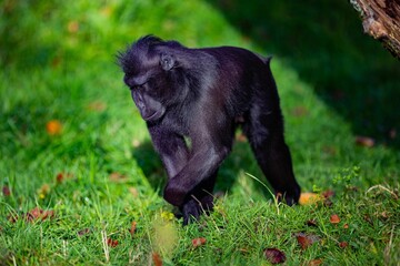 Closeup of a black macaque sitting on green grass near a tree stump in a zoo
