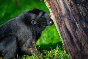 Closeup of a black macaque sitting on green grass, feeding on a tree stump in a zoo