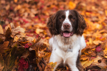 Autumn portrait of English Springer Spaniel puppy dog