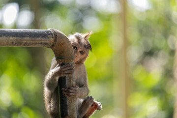 Baby Balinese long-tailed monkey looking shyly at the camera in the Monkey Forest in Ubud.