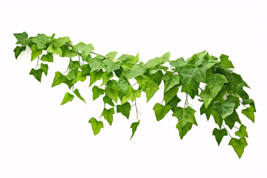 A Cissus spp. foliage, resembling a grape ivy, bush or jungle vine, hangs isolated on a white background.
