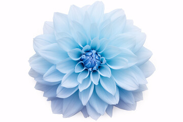 A large, fluffy Dahlia in a light blue hue on a pristine white background, isolated for design purposes.