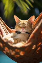 An imposing cat relaxes in a hammock among palm trees on the beach. - obrazy, fototapety, plakaty