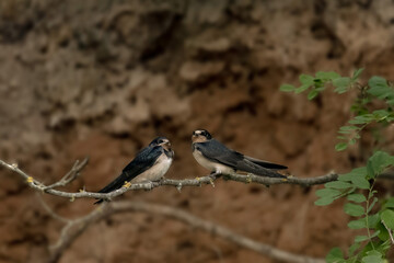 A swallow, Hirundo rustica, is perched on a branch