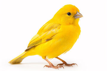A lonesome yellow canary, captured in a studio, sits atop a pristine white backdrop.