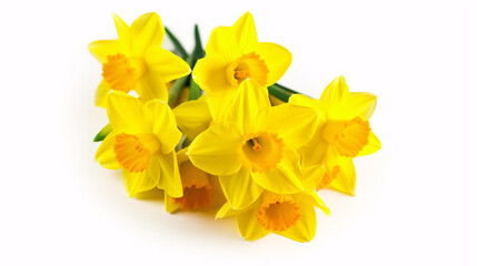 Naklejka na ściany i meble Vibrant daffodils on white, creating a stunning narcissus display.