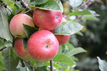 Close up of Santana apples growing on apple trees, wet after a rain storm.