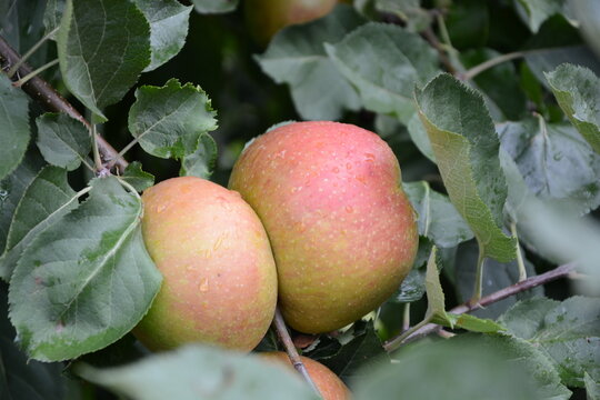 Close up of apples (Belle de Boskoop) growing on apple trees, wet after a rain storm.