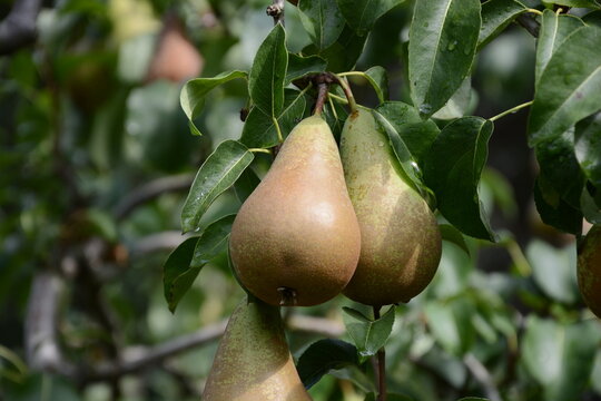 Close up of pears (variety: Concorde) growing on pear trees.