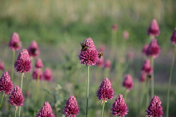 Close up of bee perched on a flower collecting nectar. 