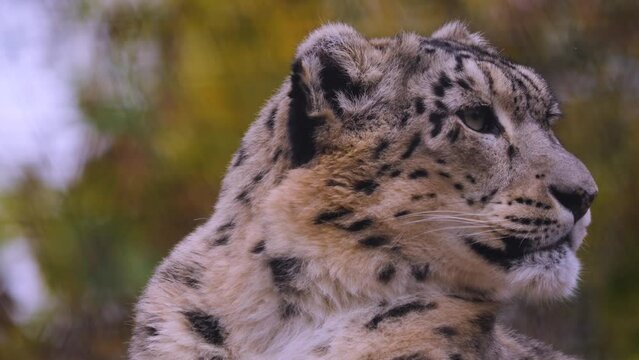 Close view of baby snow leopards head and eyes looking around.