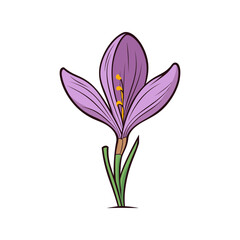 Obraz premium crocus flower isolated vector illustration