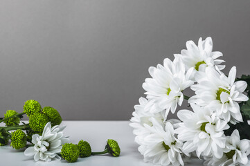 White chrysanthemums, daisies on a gray background. Greeting card, invitation.