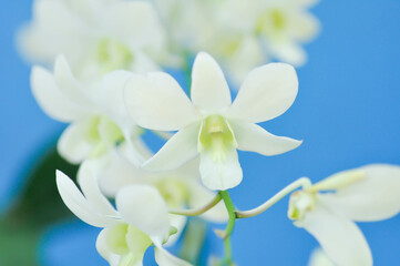 white orchid flower, orchid or ORCHIDACEAE