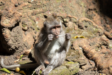Bali long-tailed monkey ingesting gum, trash left by tourists. harmful tourism. environmental and social impact.