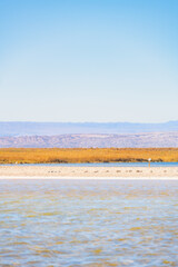 Atração turístia Laguna Piedras no deserto do Atacama. Lagoa com alta concentração de sal. 