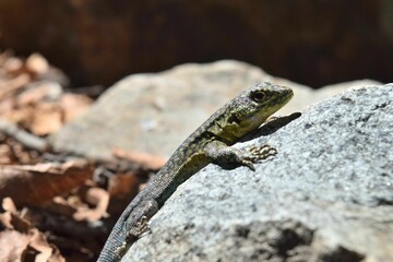 Selective focus of a Mesquite lizard on the sunlit stone with blurred background
