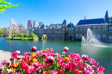 Binnenhof - Dutch Parliament with growing tulips, The Hague, Holland - obrazy, fototapety, plakaty