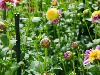 Flower bed with many dahlia plants, buds and fully bloomed flowers in the blurred background. A stick to attach the flowers. Nice color contrast thanks to the green background