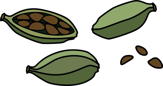 Cardamom pods with seeds, spices - vector full color picture. Cardamom is an aromatic spice for cooking.