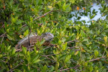 Green iguana hanging out in a tree