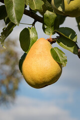 pear on a branch