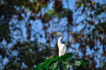 Beautiful Morning Picture Of  Crain Sitting In The Tree