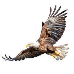 Obraz premium Bald eagle in flight on white background