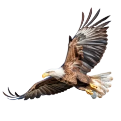 Poster Bald eagle in flight on white background © JKLoma