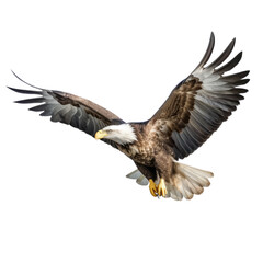 Obraz premium Bald eagle in flight on white background