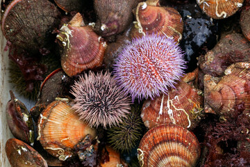 the intertidal life of the pacific ocean. scallops, sea urchin and clams along with many other species.