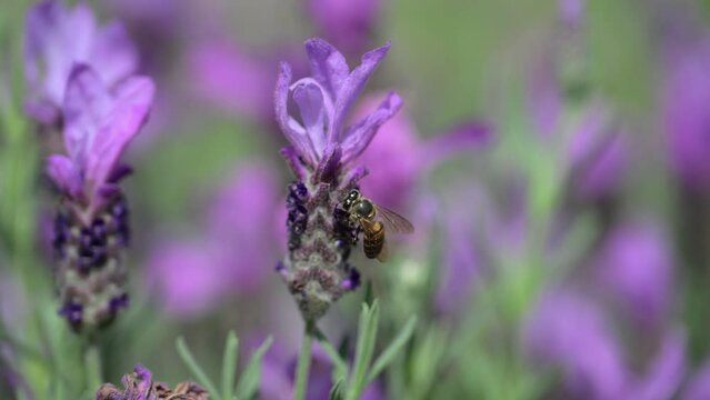A bee on the Spanish Lavender flower.