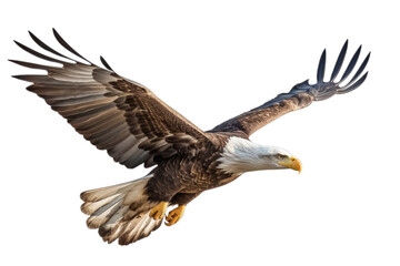Obraz premium Bald eagle in flight on transparent background,generative ai
