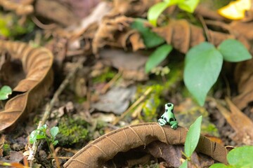 Closeup of a tiny Green and black poison dart frog perched on a leaf